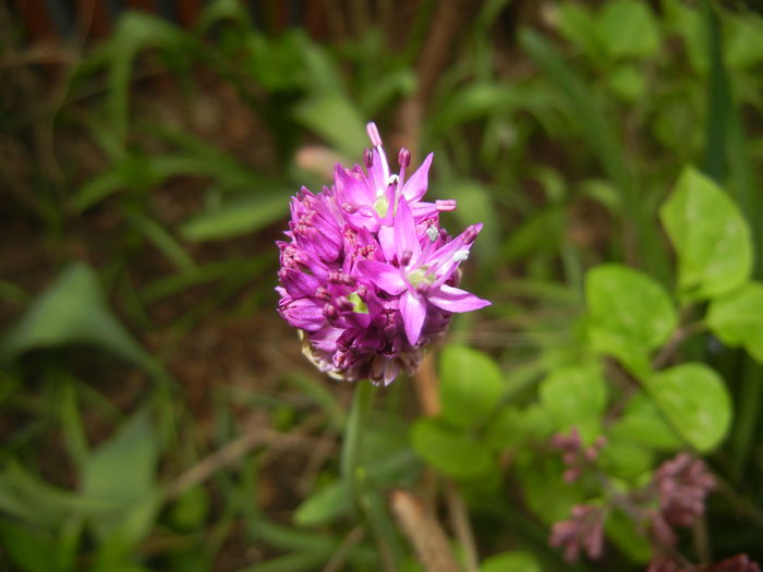 Allium Purple Sensation (2015, April 30)