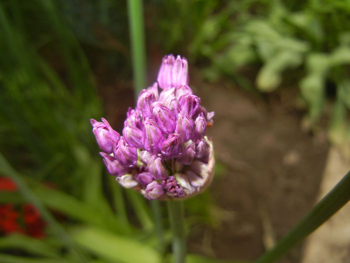 Allium Purple Sensation (2015, April 30) - Allium aflatunense Purple