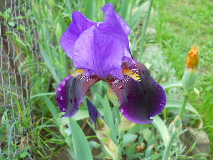 Night Fall - iris 2015