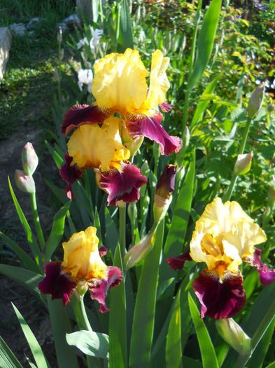 2296 - iris 2015