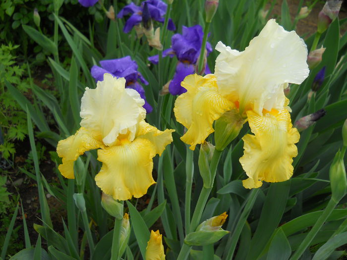 Overjoyed - iris 2015