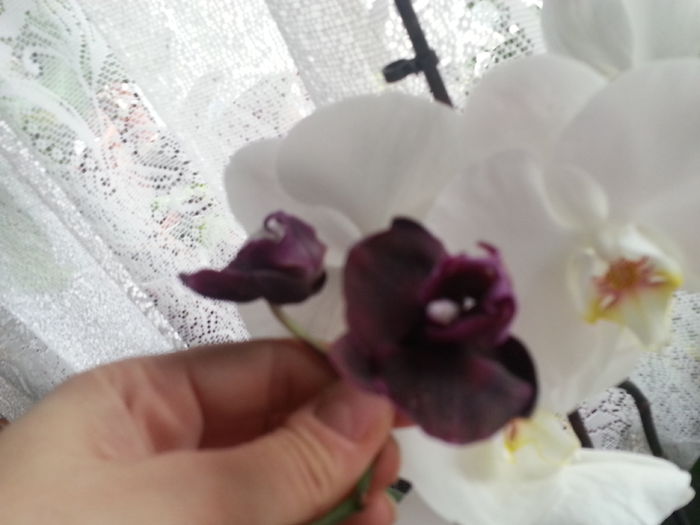 20150511_053703 - De vinzare orhidei