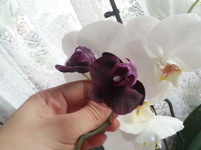 20150511_053708 - De vinzare orhidei