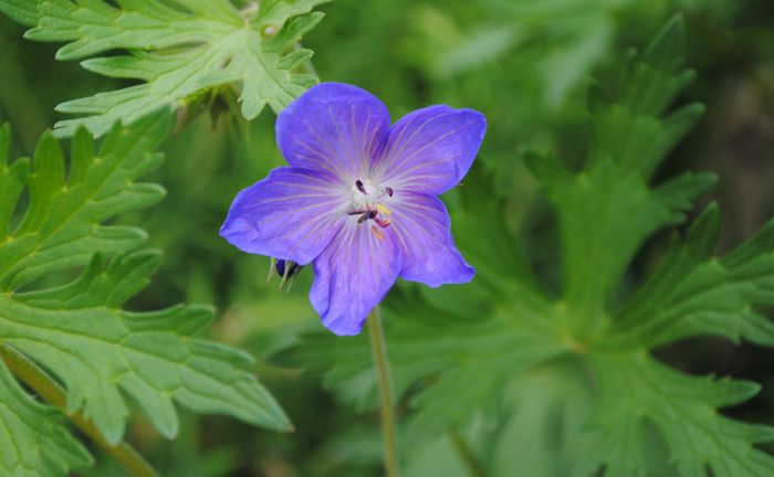 geranium johnsons-blue(prima floare) - 2015 plantele mele