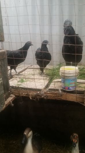 20150429_111815 - Ayam cemani