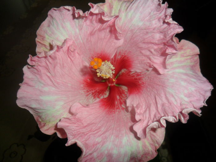 pink think-floare imensa - hibiscusi 2015-2