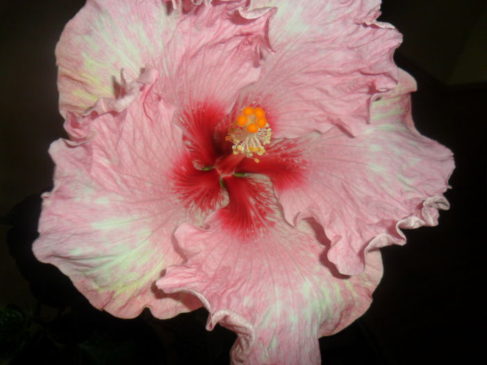 SAM_4981 - hibiscusi 2015-2