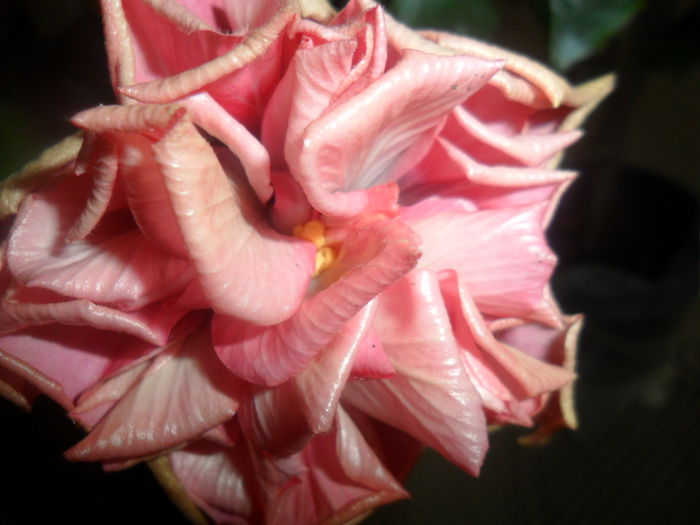 floarea nu e deschisa complet - hibiscusi 2015-2