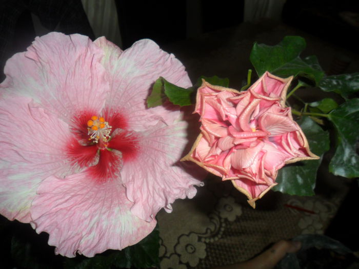 SAM_5012 - hibiscusi 2015-2