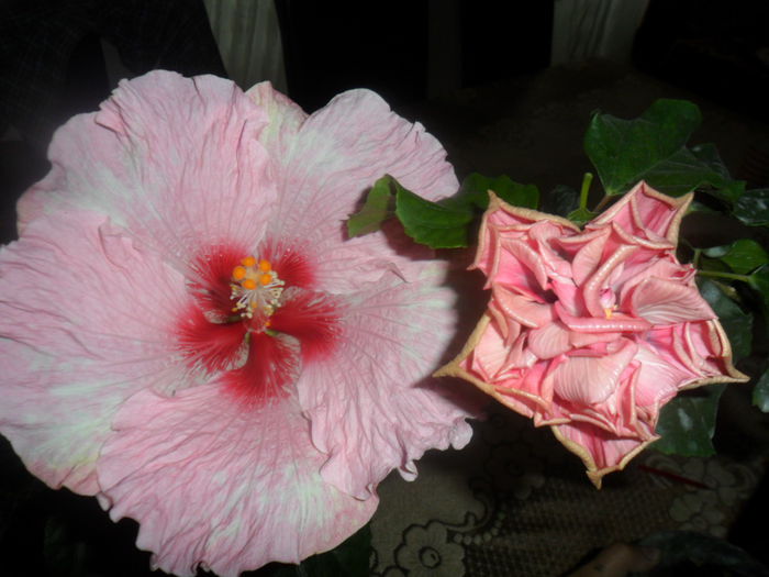 SAM_5014 - hibiscusi 2015-2