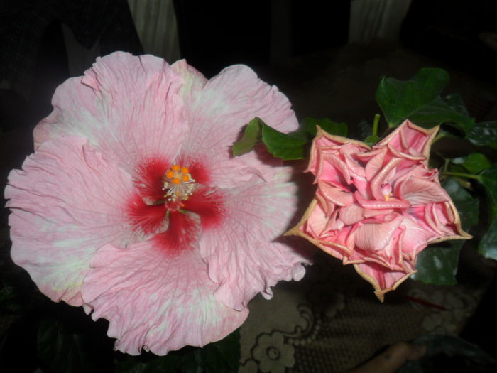 SAM_5013 - hibiscusi 2015-2