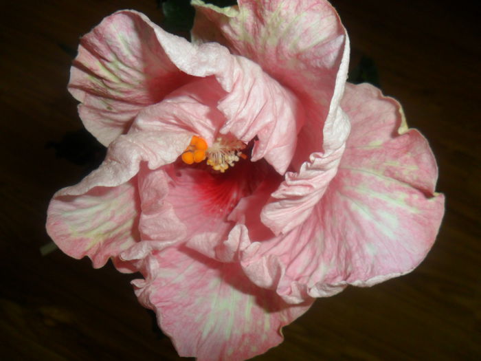 floare foarte mare - think pink