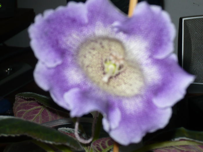 hibrid propriu - gloxinii  si siningii 2015