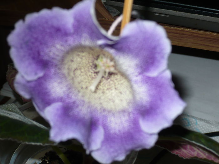 hibrid propriu - gloxinii  si siningii 2015