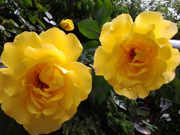 20150511_105850 - mai 2015