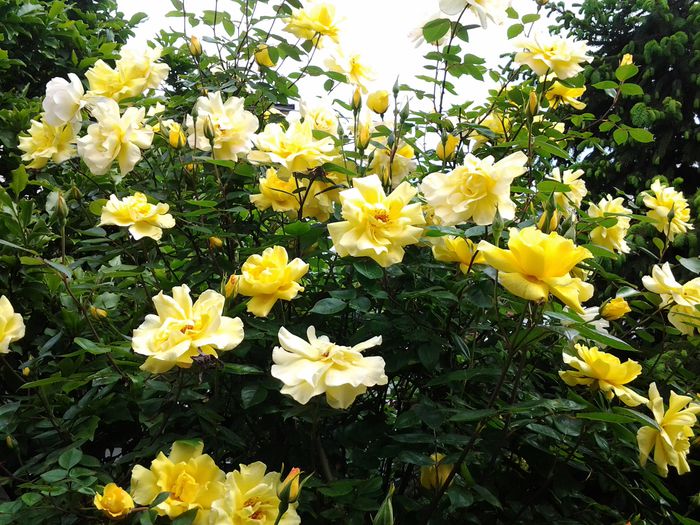 20150511_105815 - mai 2015