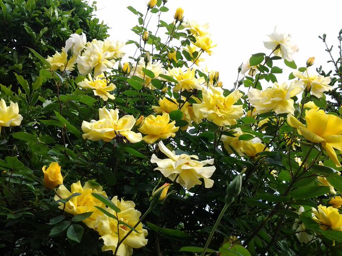 20150511_105837 - mai 2015