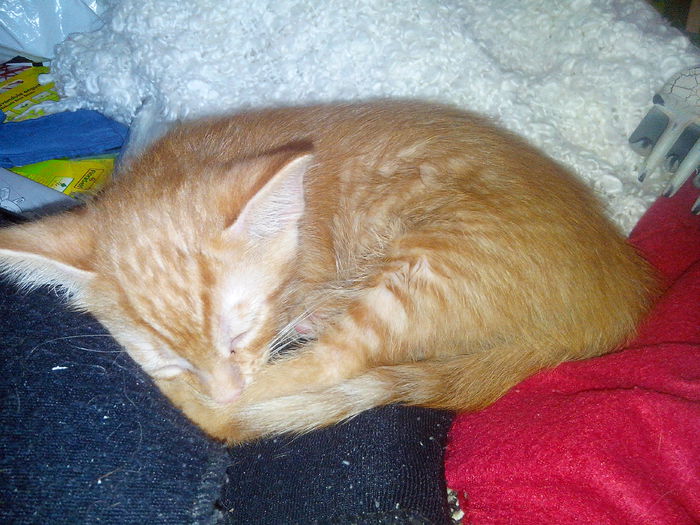 IMG_20140710_183924 - Susoi - un Garfield mai micut
