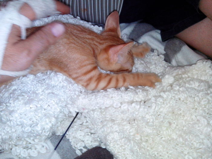 IMG_20140803_125128 - Susoi - un Garfield mai micut