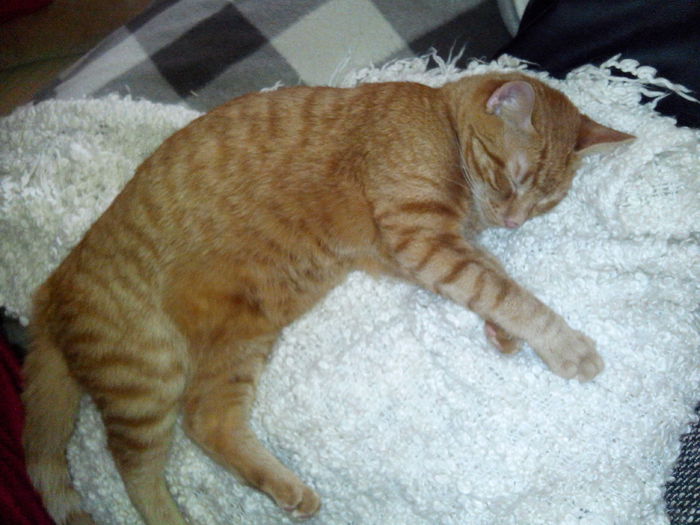 IMG_20141226_111735 - Susoi - un Garfield mai micut