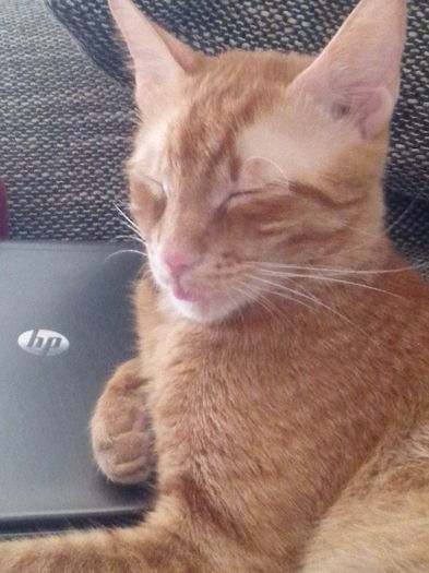 IMG_20150509_175341 - Susoi - un Garfield mai micut