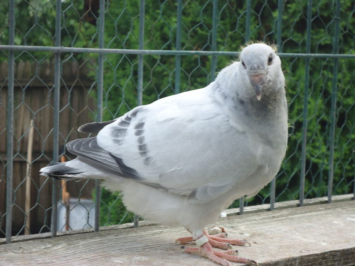 VANDUT
