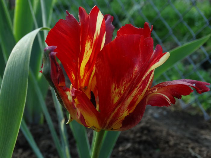 DSC00442 - Plante in gradina 2015