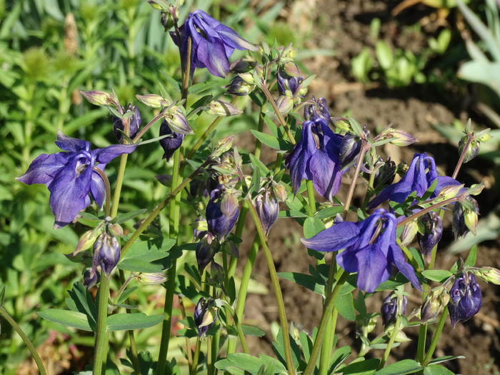 DSC00452 - Plante in gradina 2015