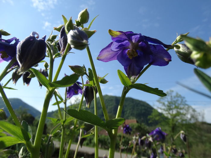 DSC00444 - Plante in gradina 2015