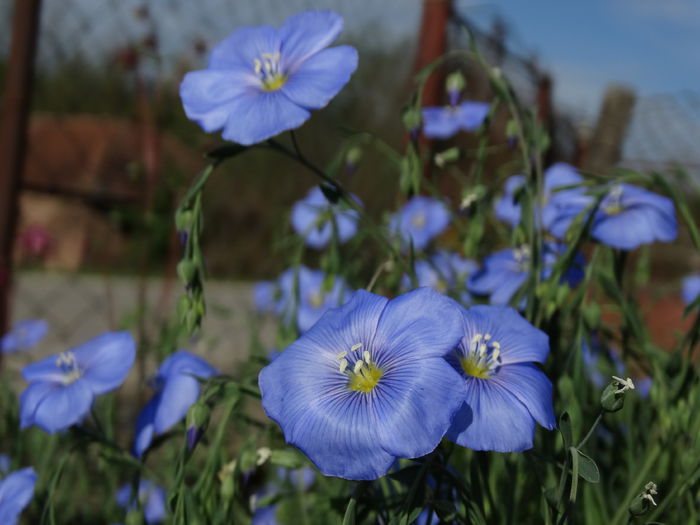 DSC00437 - Plante in gradina 2015