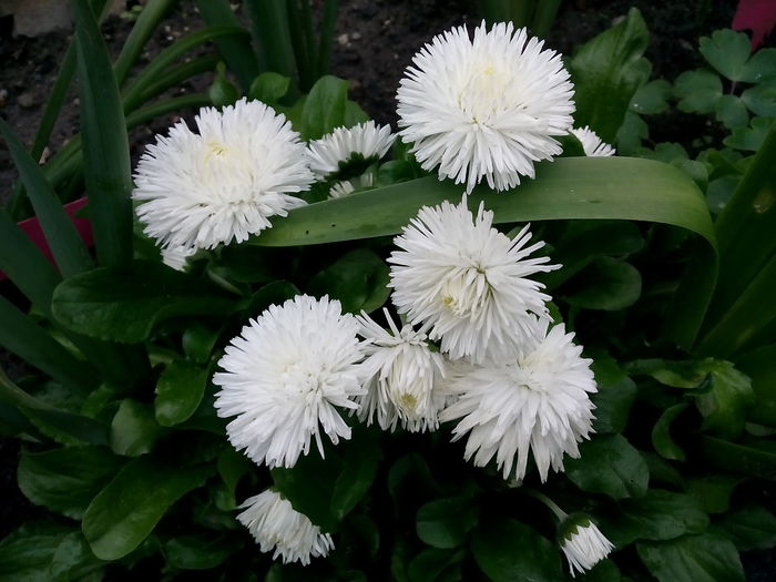 IMG_20150511_172413 - 2015 Flori in  gradina