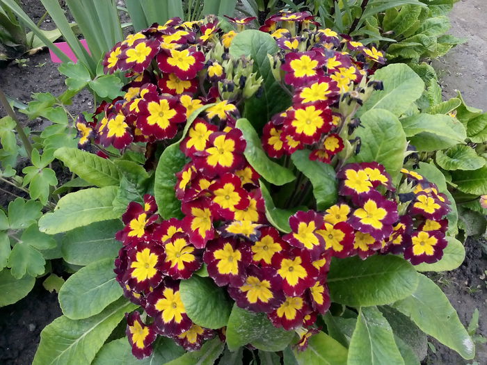 IMG_20150511_173148 - 2015 Flori in  gradina