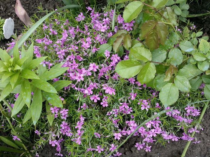 Phlox Sabulata - 2015 Flori in  gradina