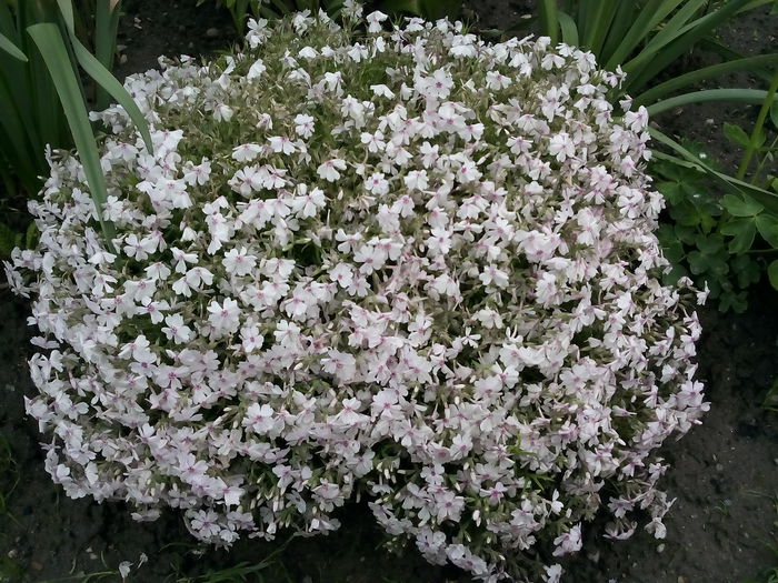 Phlox Sabulata - 2015 Flori in  gradina
