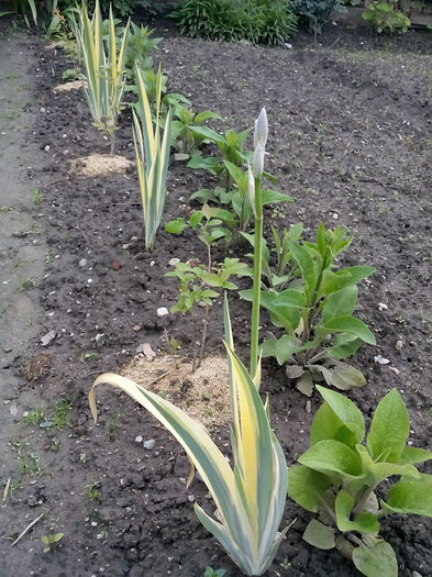 IMG_20150511_174046 - 2015 Flori in  gradina