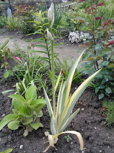 IMG_20150511_174124 - 2015 Flori in  gradina