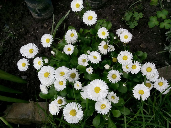 IMG_20150511_174238 - 2015 Flori in  gradina