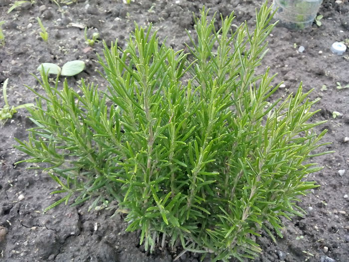 Rozmarin - 2015 Flori in  gradina