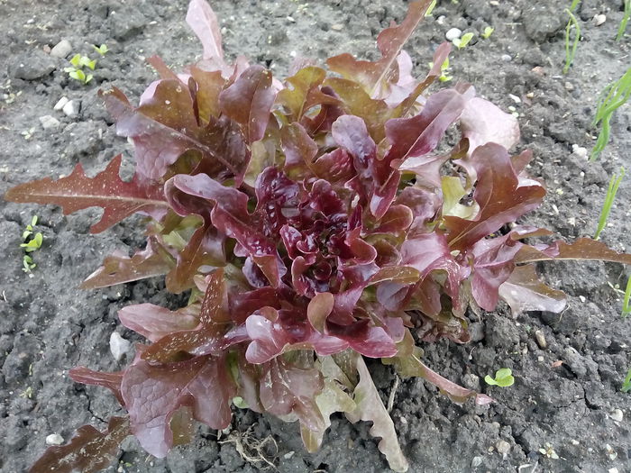 IMG_20150511_174422 - 2015 Flori in  gradina