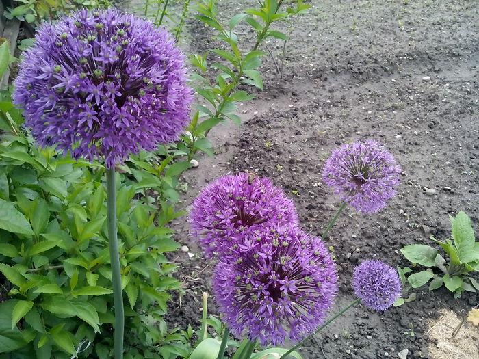 IMG_20150511_174534 - 2015 Flori in  gradina