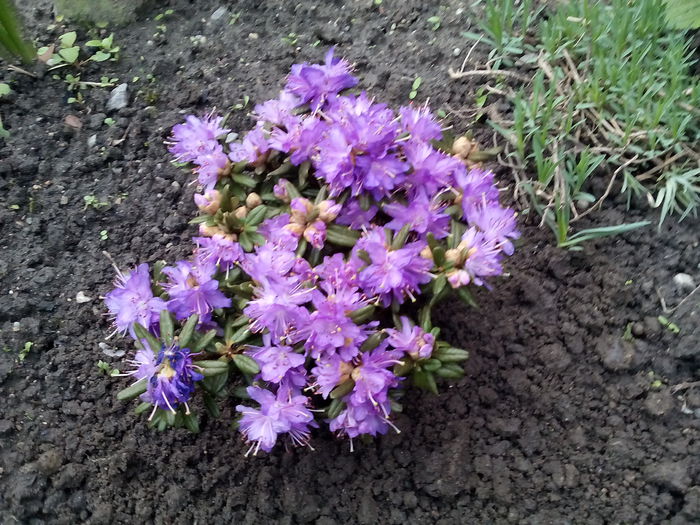 Rhododendron - 2015 Flori in  gradina