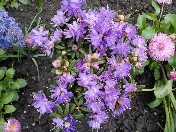 Rhododendron - 2015 Flori in  gradina