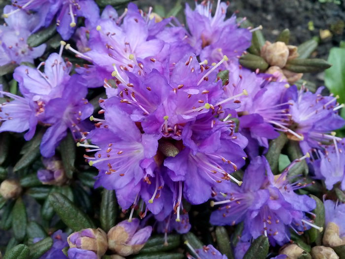 Rhododendron - 2015 Flori in  gradina