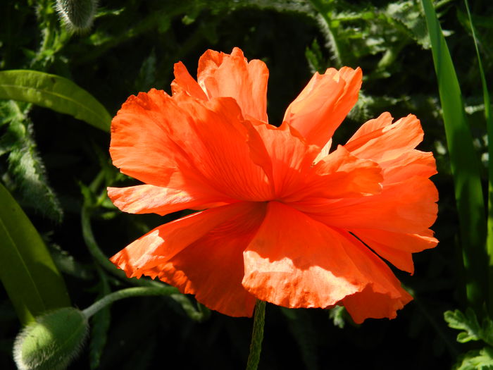DSCN6350 - 2015_MAI_2