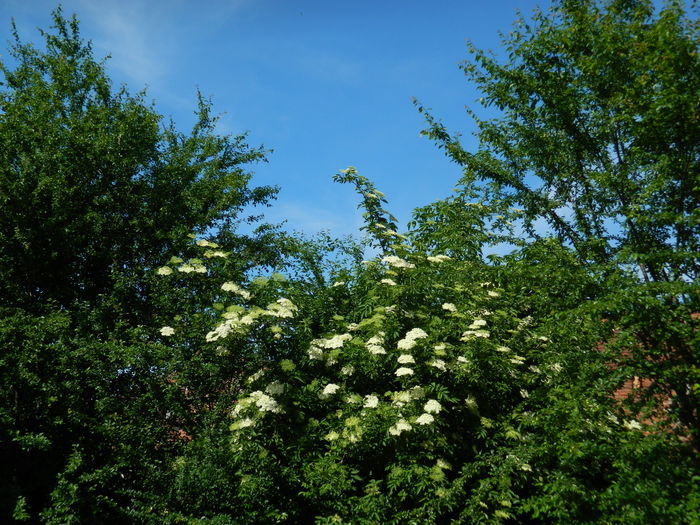DSCN6403
