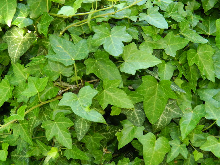 DSCN6409