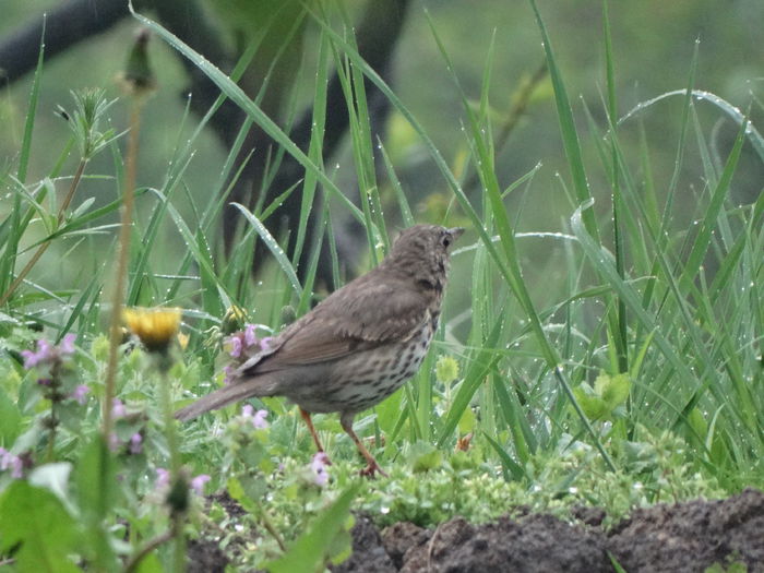 ploua - a-vizitatorii gradinii-2015