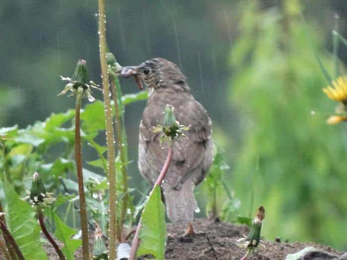 sturzul in ploaie - a-vizitatorii gradinii-2015
