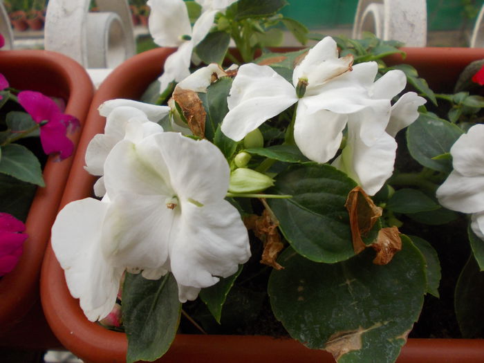 DSCN5622 - Impatiens 2015