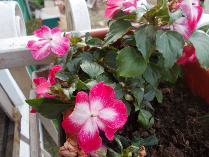 DSCN5632 - Impatiens 2015